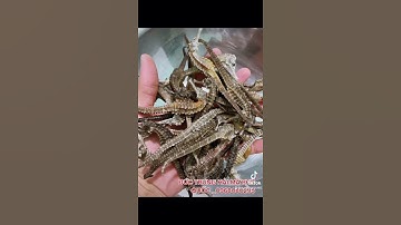 Cá Ngựa Phú Quốc Hòn Đảo Ngọc