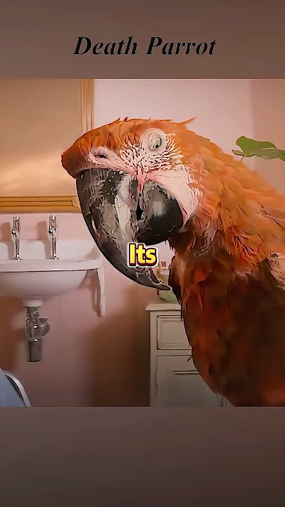 The woman eats a parrot, she becomes the Death God. #viralvideo #fantasy #movieclips