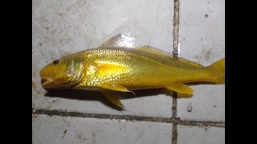 Câu Cá Sông:Câu Cá Út;Cá Lù Đù;Điểm Câu Chưa Bao Giờ Hết Cá:..