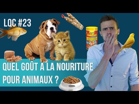 Vidéo: La nourriture pour chiens pourrit-elle les dents?