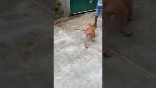 Playful Rhodesian Ridgeback puppy