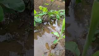 80S Love Nature பவம ஊரகலம