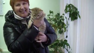 Скоттиш-фолды и страйты из питомника PCA Молина Кити Скоттиш-фолды и страйты из питомника PCA Молина Кити
