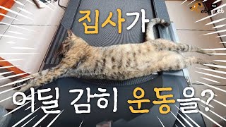 러닝머신 키면 달려오는 운동광 고양이.. '집사는 이래서 운동을 못해' by 노트펫 1,539 views 1 year ago 1 minute, 5 seconds