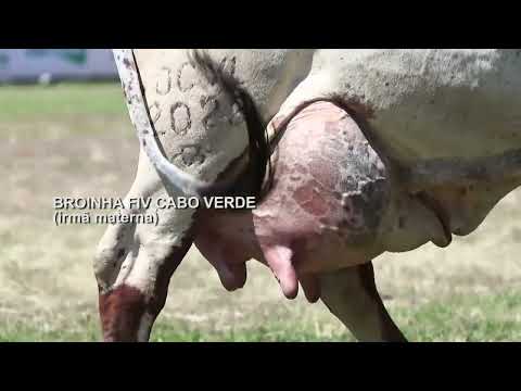 LOTE 20 – GAUXO FIV CABO VERDE JCVL3736