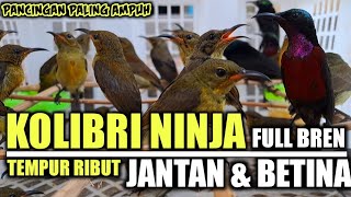 JANTAN & BETINA RIBUT‼️SUARA PIKAT KOLIBRI NINJA RIBUT | KONIN RIBUT | PANCINGAN KOLIBRI NINJA GACOR