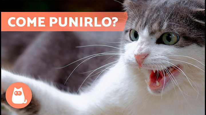 Quando e come PUNIRE il tuo GATTO quando si COMPORTA MALE?😾💥
