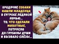 Бездомные СОБАКИ обнаружив МЛАДЕНЦА в снегу... То что они сделали потрясло до глубины души...