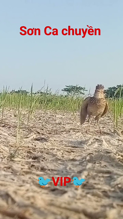 Chim Sơn Ca Hót Hay 2024🐦
