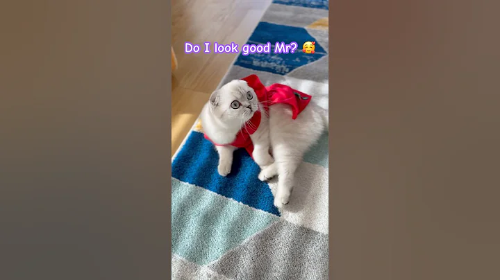 Watch the video about Kitten dress to impress 🥰 #kikicutekitty #dresstoimpress #kitten #scottishfold #trending #fyp #cat