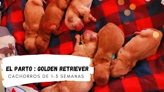 Golden Retriever en Parto/Mastitis/ cachorros abren sus ojos