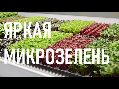 Бизнес на микрозелени. Красивая микрозелень для ресторанов.