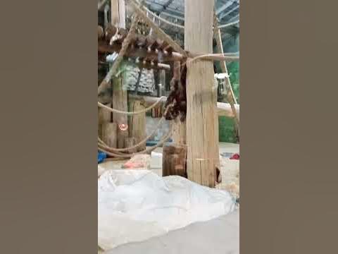 обезян - YouTube