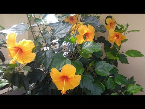 Vídeo: Doenças E Pragas Do Hibisco: Por Que As Folhas De Uma Rosa Chinesa Se Enrolam E, Sem Florescer, Os Botões Caem? Tratamento Em Casa