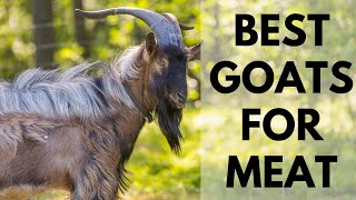 Best Goats for Meat and profit
