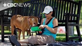 Tips to protect your pets during a heat wave