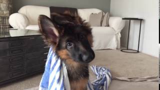 German Shepherd Puppy Tilts Head