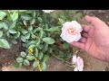 Planting ourladyofguadalupe roses 