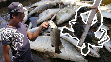 Thuốc cá Miền Tây | PLDB