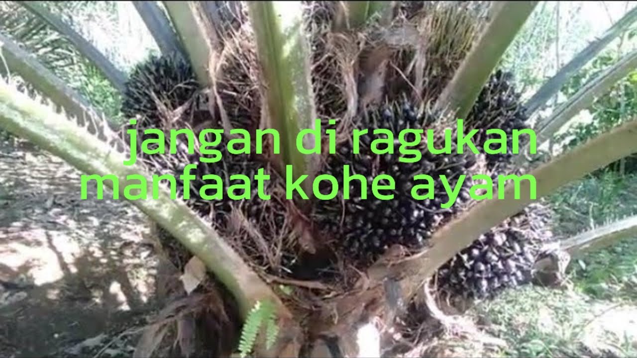 kohe ayam memang ampuh untuk buat pupuk sawit