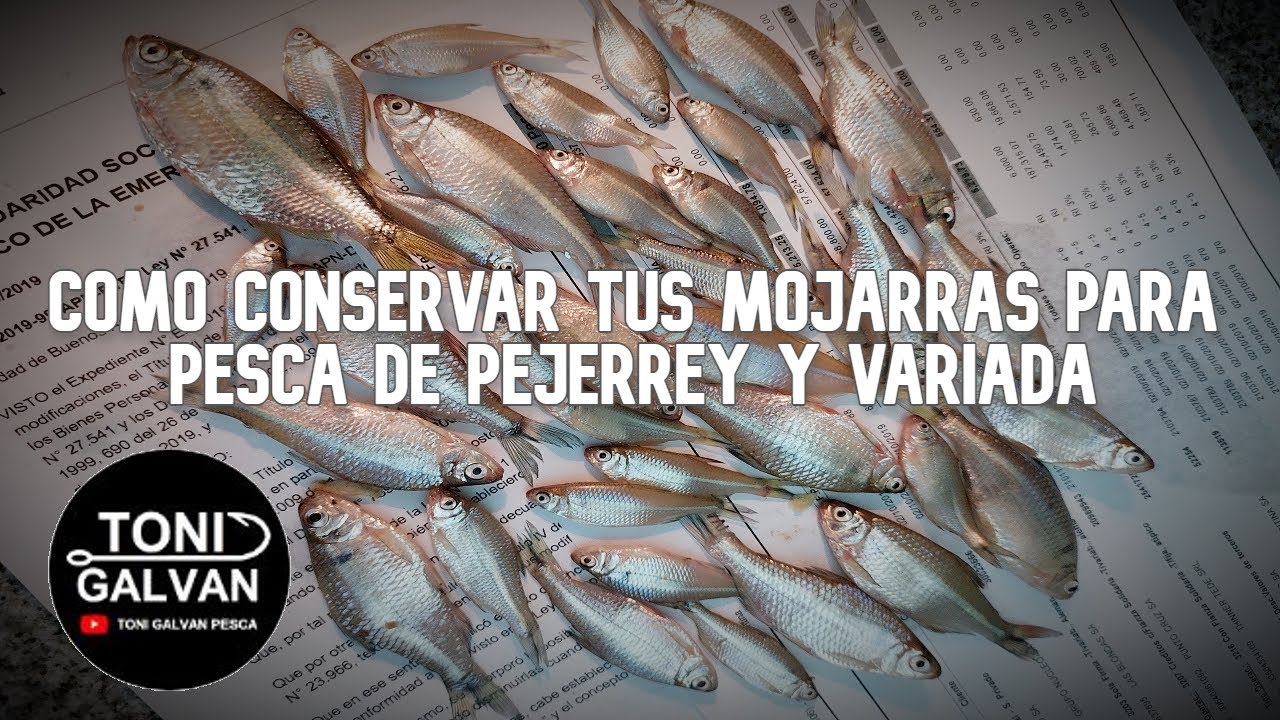 COMO CONSERVAR MOJARRAS FACILMENTE PESCA DE PEJERREY