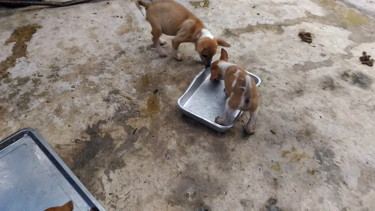 The Truth About Animal Shelters - YouTube