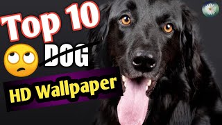Top 10 Dogs HD Wallpaper 