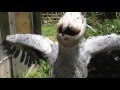 shoebill stork 過激すぎだよ！ハシビロコウ アサンテさん。うれしいけどね・・。