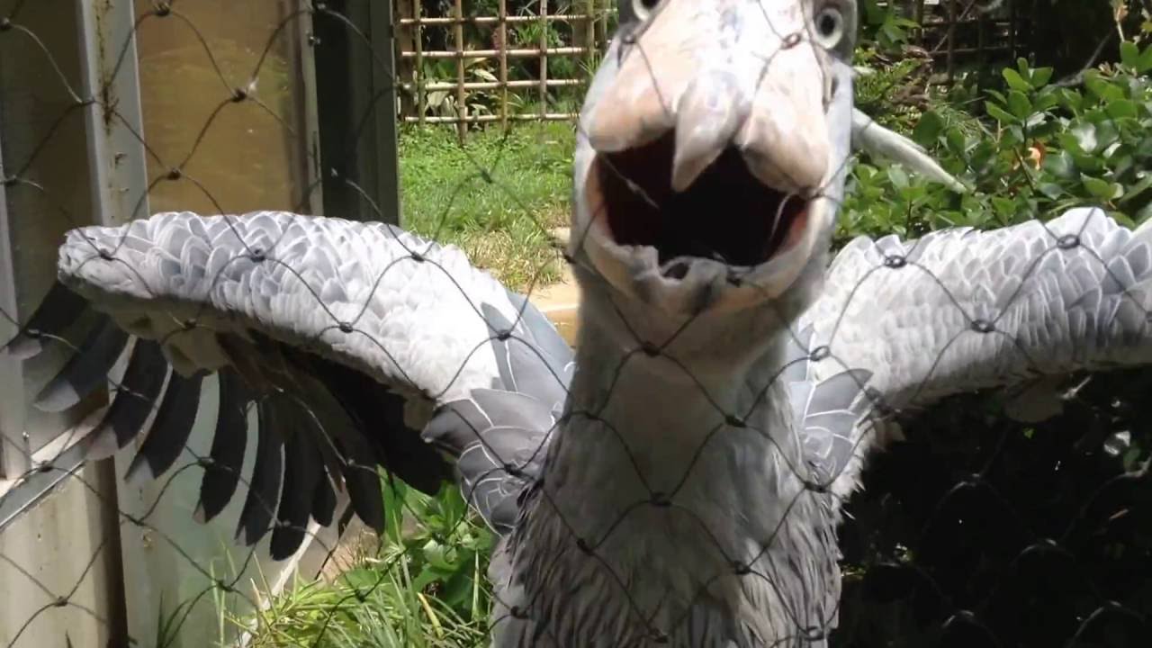 上野動物園のオンリーワン ナンバーワン 日本でここだけなど見どころ動物種 亜種 アリエスコム Ariescom