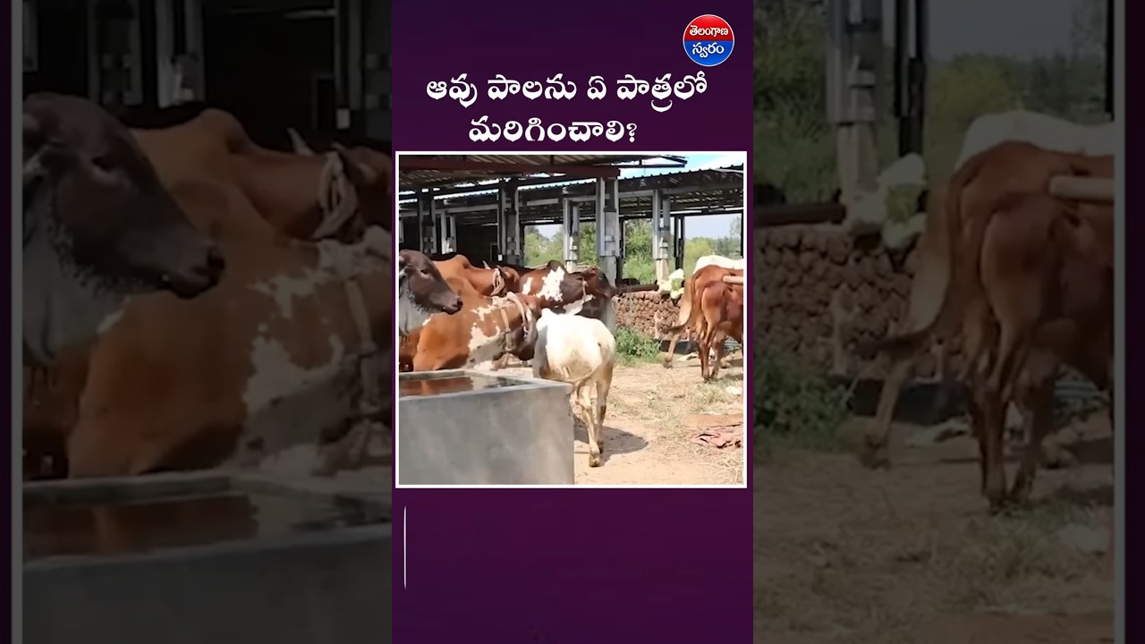 ఆవు పాలను ఏ పాత్రలో మరిగించాలి? 🐄🥛 మన పెద్దలు చెప్పిన సంప్రదాయ పద్ధతి!