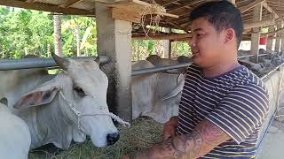 Pagbasita sa isang Livestock Dealer ng Padre Garcia Batangas!