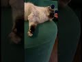 Я собралась на дискотеку #cat #юмор #прикол #shorts