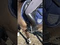 脚の使い方 in wish【乗馬・馬術】How to use your legs in WishHC【HorseCommunicationJapan】