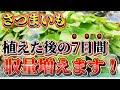 【さつまいも】植えた後の7日間で収穫量が大きく変わります！！水やりは実は〇〇です！！