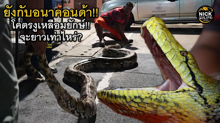 ลุยดิบEP.192 ยังกับอนาคอนด้า!! โคตรงูยักษ์ จะยาวเท่าไหร่?