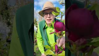 „Du kannst Magnolien essen?!