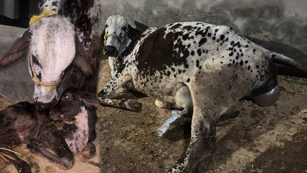 Bohat Khushi Ka Din! Ghar Ki Palli Hui Vachi Ki First Delivery 