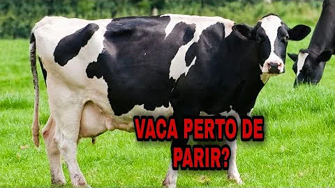 Quando a vaca está Mojando?