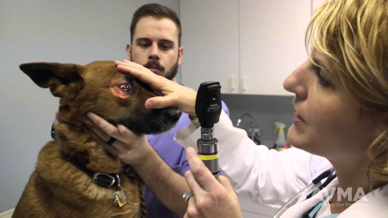 Are Checkups Good For Dogs?