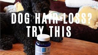 Home Remedy For Dog Hair Loss