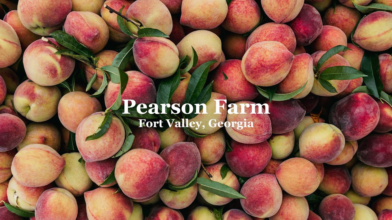 Your Guide to Choosing the Perfect Peach – Pearson Farm