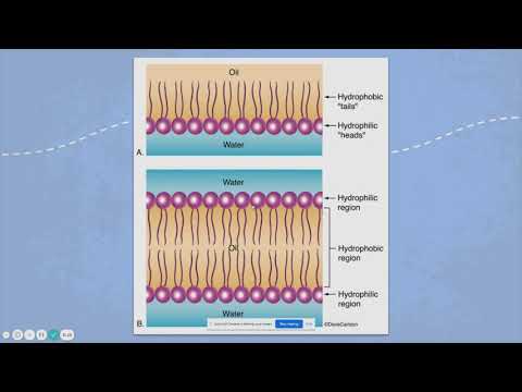 Video: Hvordan passerer forskellige typer molekyler gennem membraner?