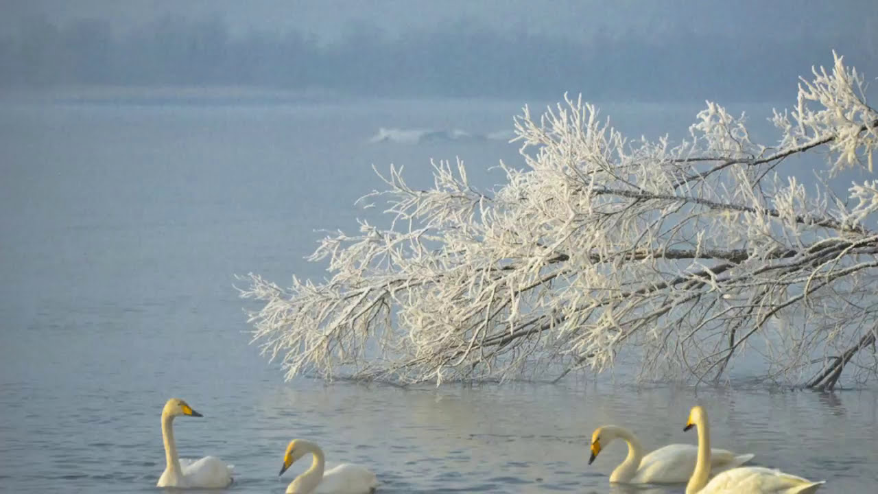 Tchaikovsky Swan Lake Suite Op 20a