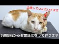 全身傷だらけで弱っていた猫を保護したら、狂暴かつ甘えん坊でした