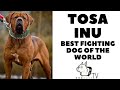 Tosa Inu dog breed - The Japanese figting dog! DogCastTV! の動画、YouTube動画。