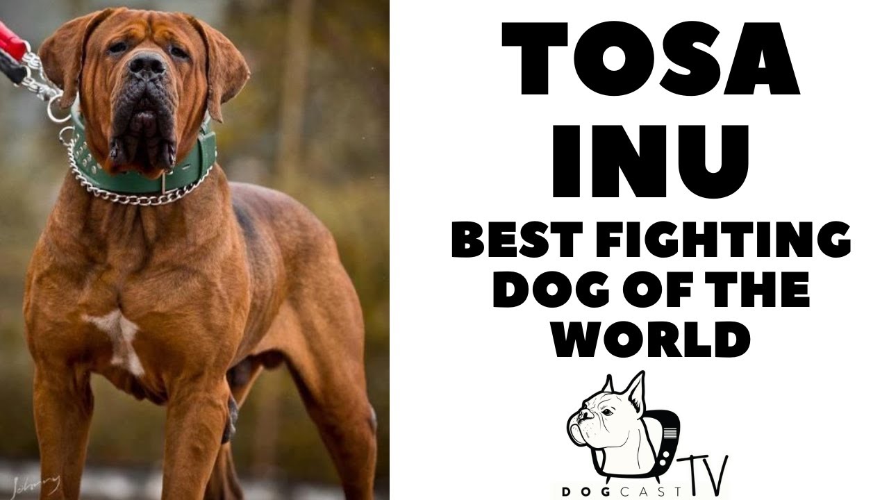 Origins of FIGHTING DOGS - DOG FIGHTS - What You Din't Know 