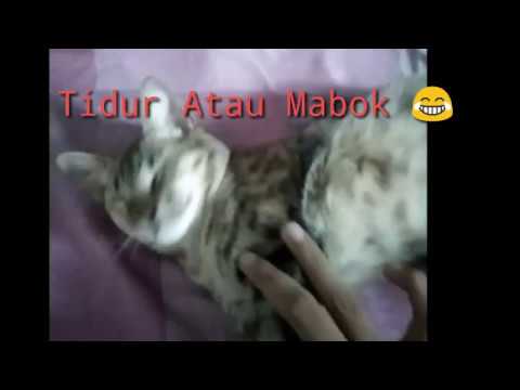 Video: Radang Rongga Perut Pada Kucing Cat