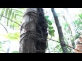 Introduction to epiphytes