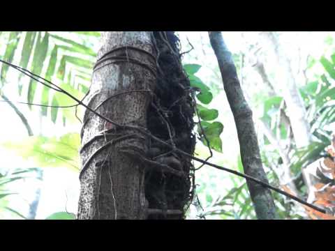 Video: Epiphyte (plant): what is it and where does it grow