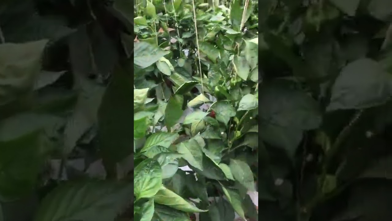 Iron deficiency in colour capsicum